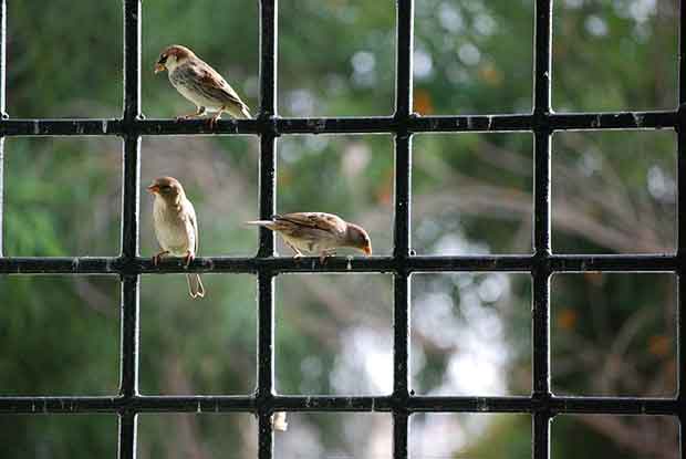Birds on window