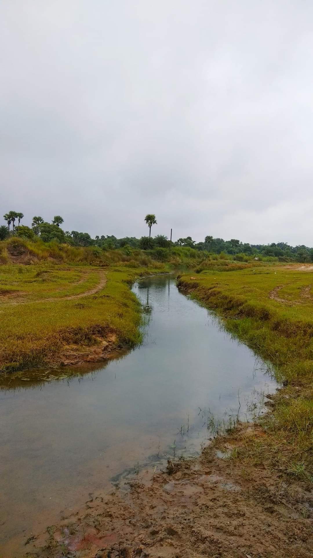 સુવર્ણ વાલુકા